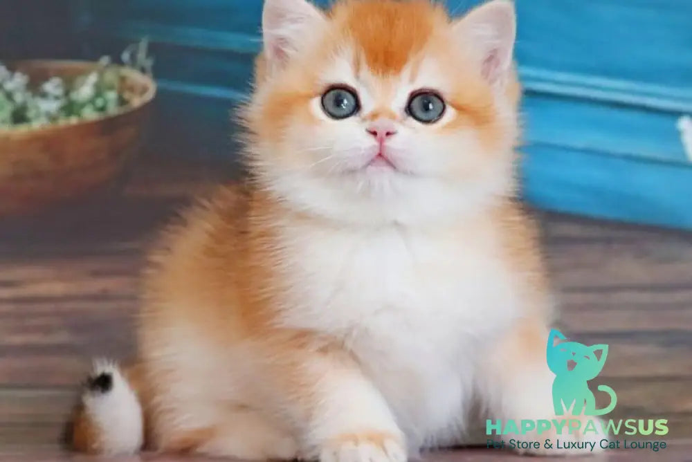 Vasilisa British Shorthair female black golden shaded - live animals
