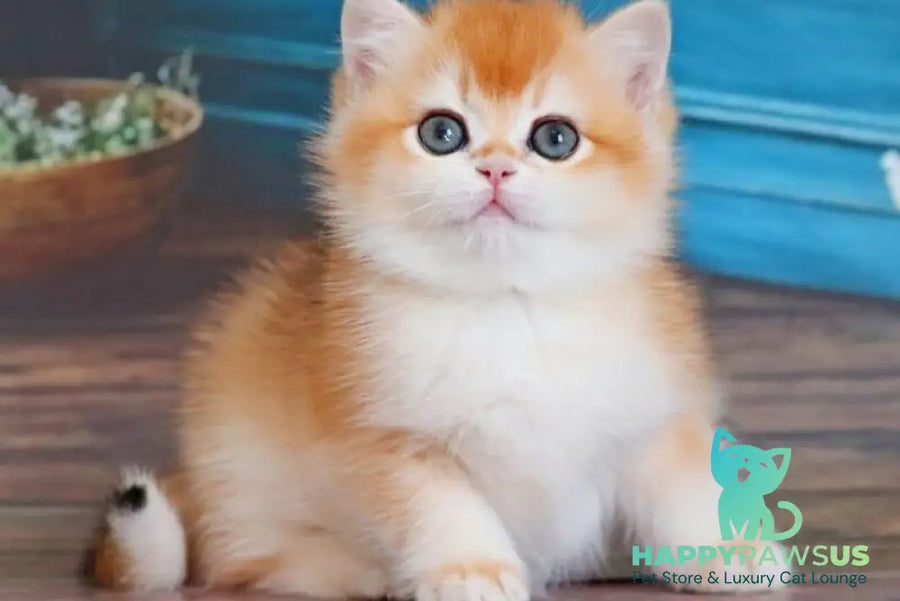 Vasilisa British Shorthair female black golden shaded - live animals