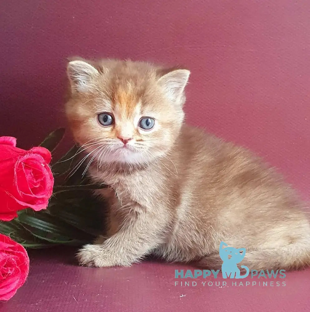 Vasilisa British Shorthair female chocolate tortie golden shaded live animals