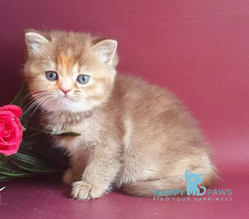 Vasilisa British Shorthair female chocolate tortie golden shaded live animals