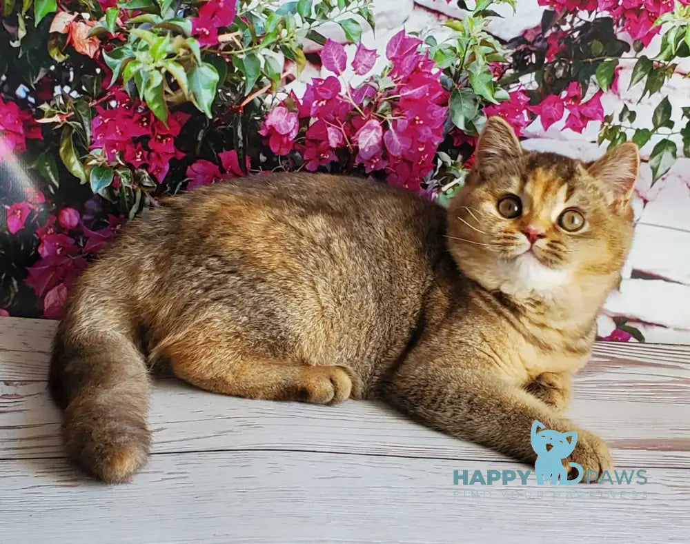 Vasilisa British Shorthair female chocolate tortie golden shaded live animals