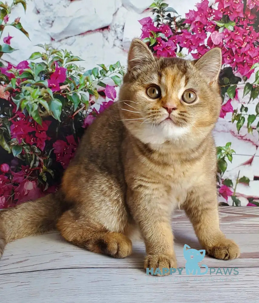 Vasilisa British Shorthair female chocolate tortie golden shaded live animals