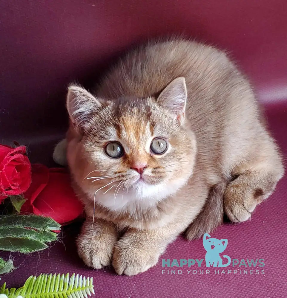 Vasilisa British Shorthair female chocolate tortie golden shaded live animals