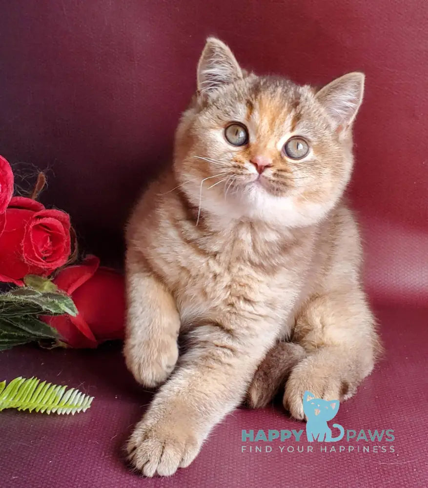 Vasilisa British Shorthair female chocolate tortie golden shaded live animals