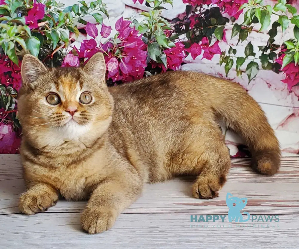 Vasilisa British Shorthair female chocolate tortie golden shaded live animals