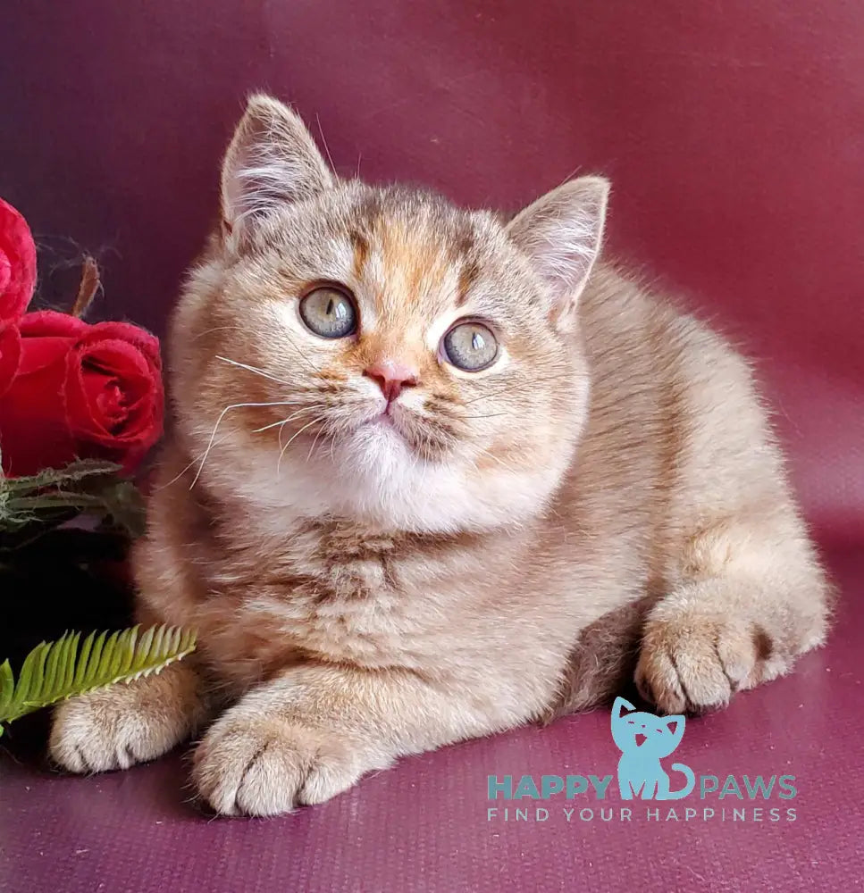Vasilisa British Shorthair female chocolate tortie golden shaded live animals