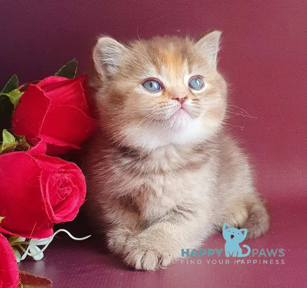 Vasilisa British Shorthair female chocolate tortie golden shaded live animals