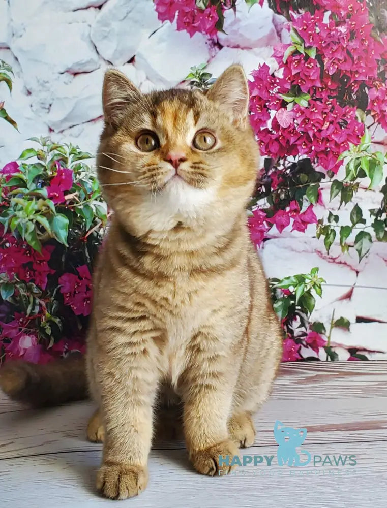 Vasilisa British Shorthair female chocolate tortie golden shaded live animals