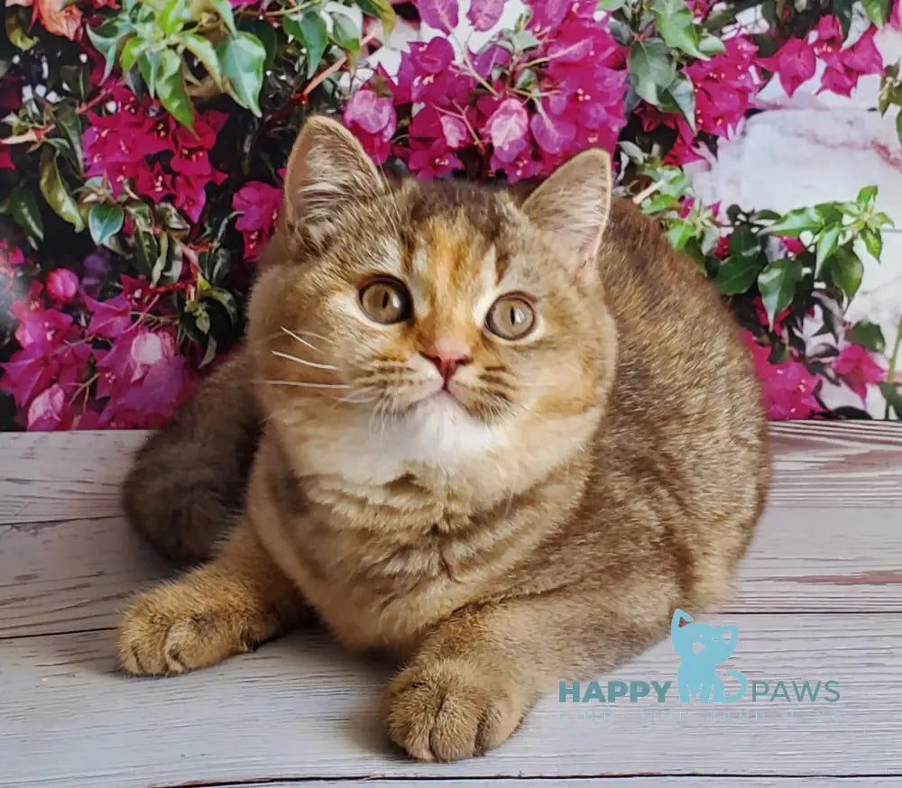 Vasilisa British Shorthair female chocolate tortie golden shaded live animals