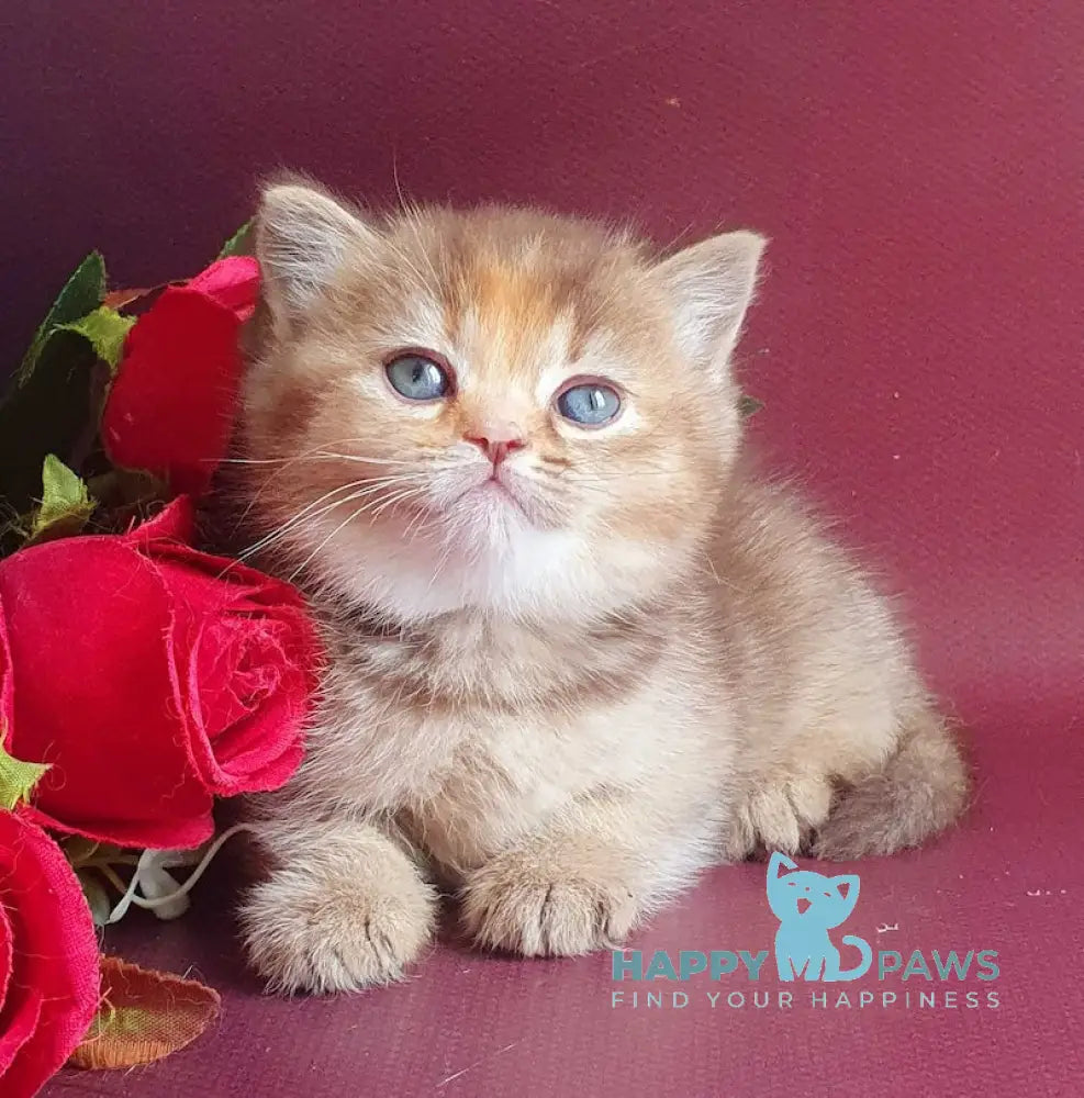 Vasilisa British Shorthair female chocolate tortie golden shaded live animals