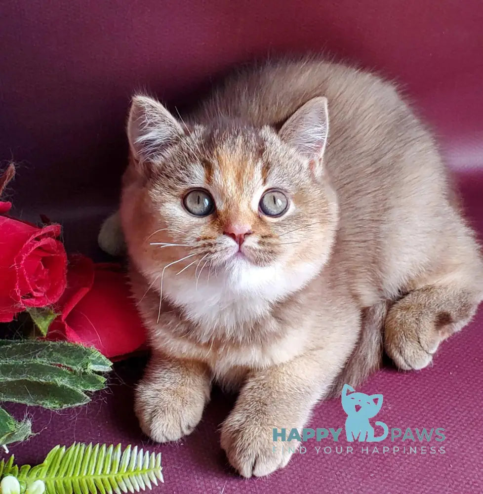 Vasilisa British Shorthair female chocolate tortie golden shaded live animals