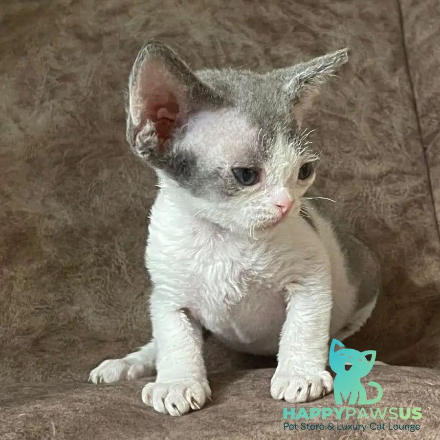 Vasilisa Devon Rex female blue bicolour - live animals