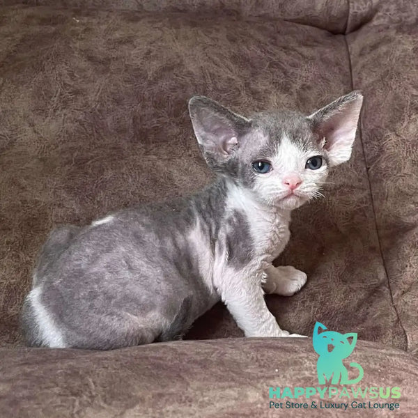 Vasilisa Devon Rex female blue bicolour - live animals