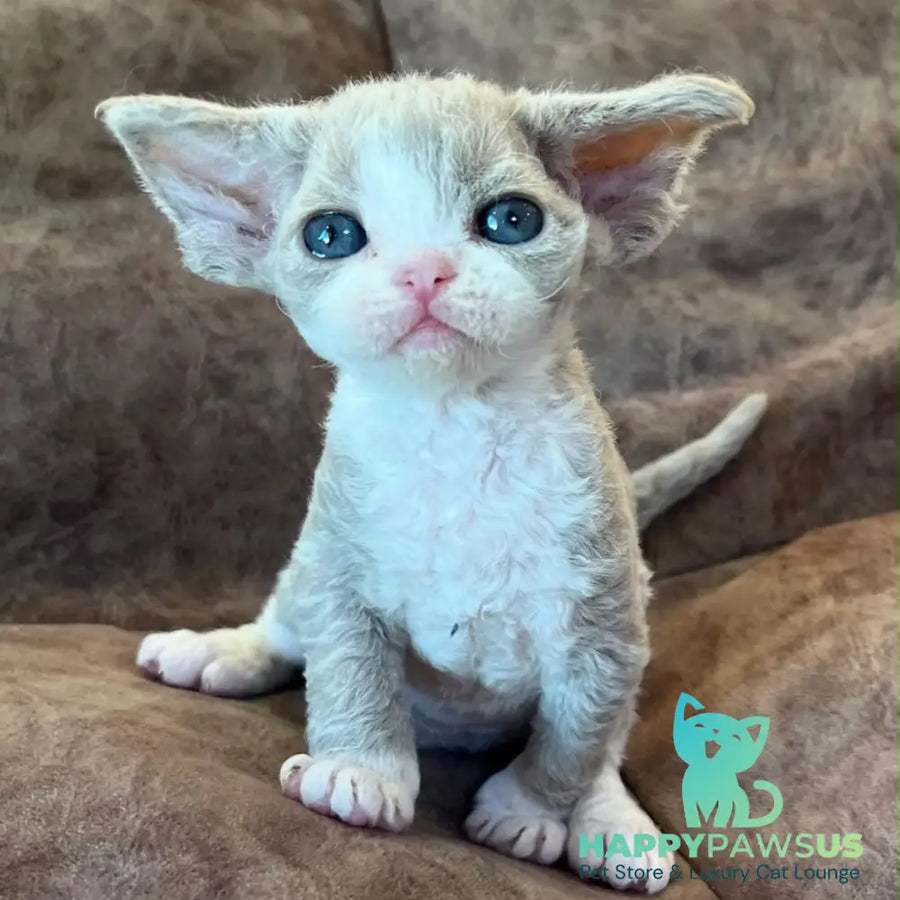 Vasilisa Devon Rex female lilac bicolour - live animals