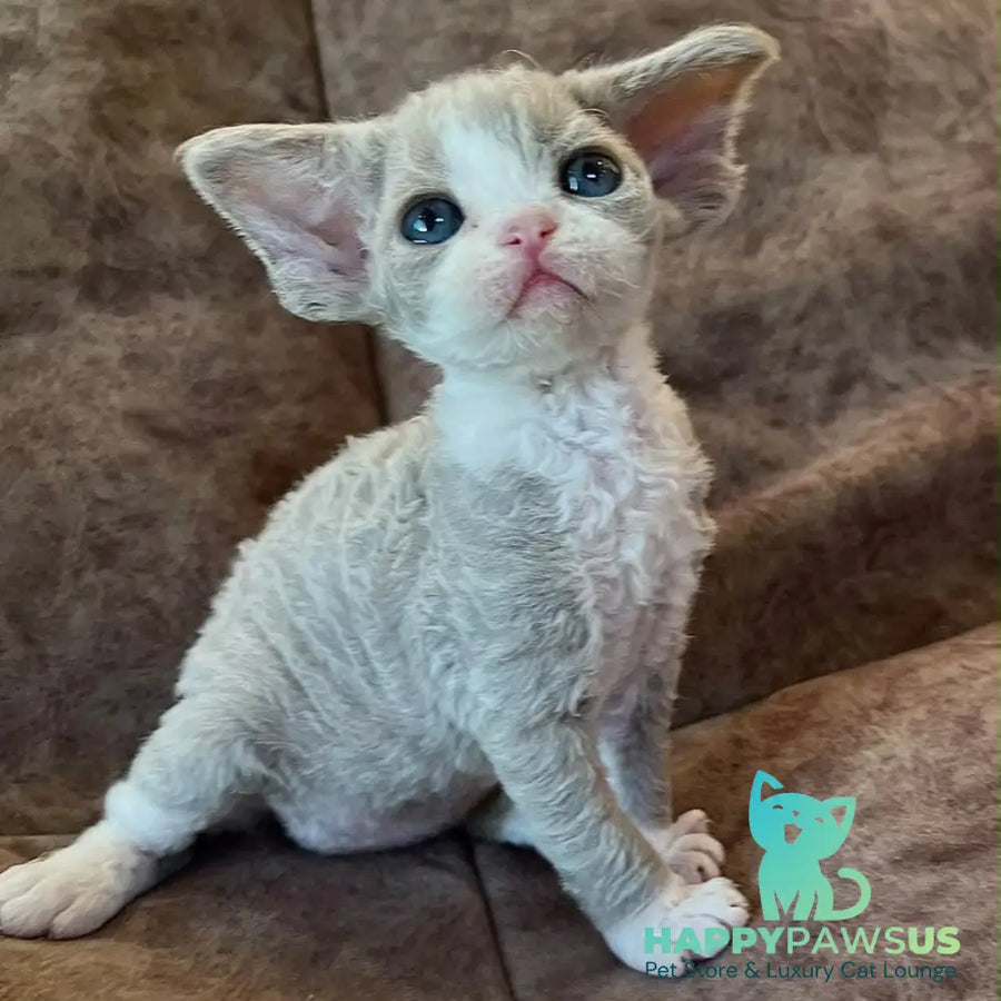 Vasilisa Devon Rex female lilac bicolour - live animals