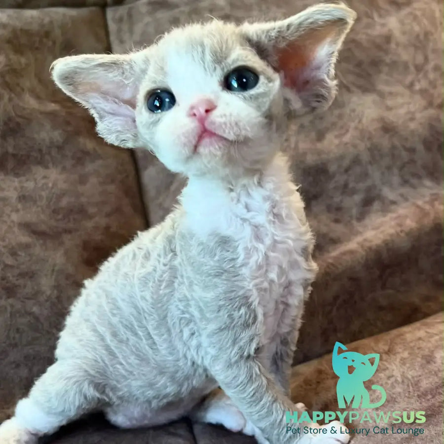 Vasilisa Devon Rex female lilac bicolour - live animals