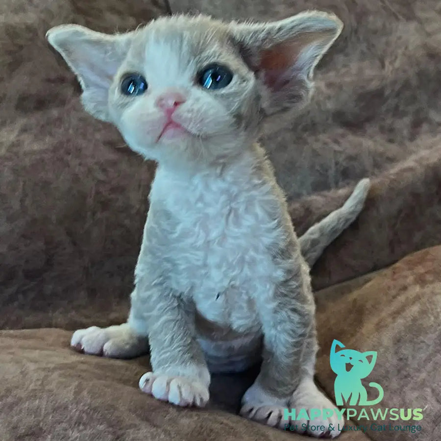 Vasilisa Devon Rex female lilac bicolour - live animals