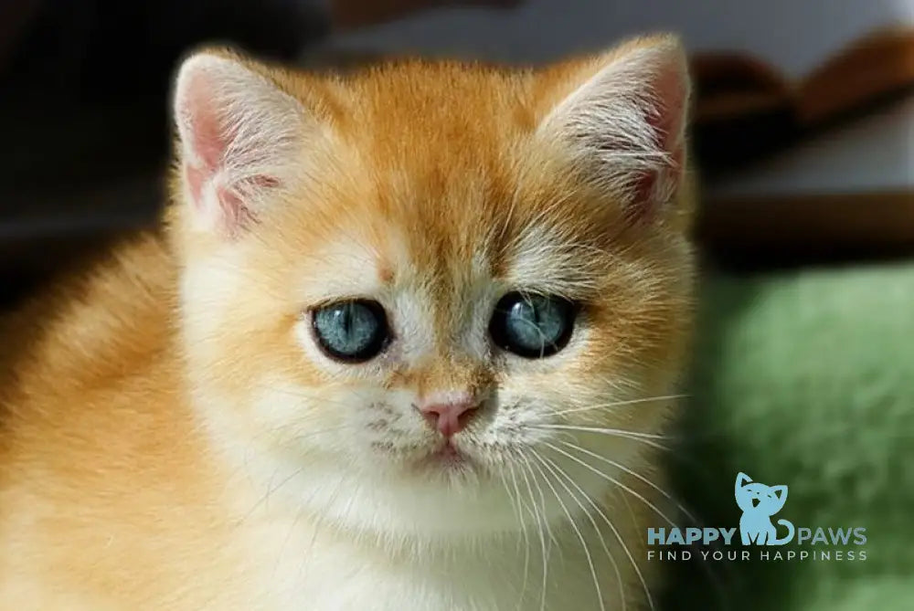 Vasyl British Shorthair male black golden chinchilla live animals