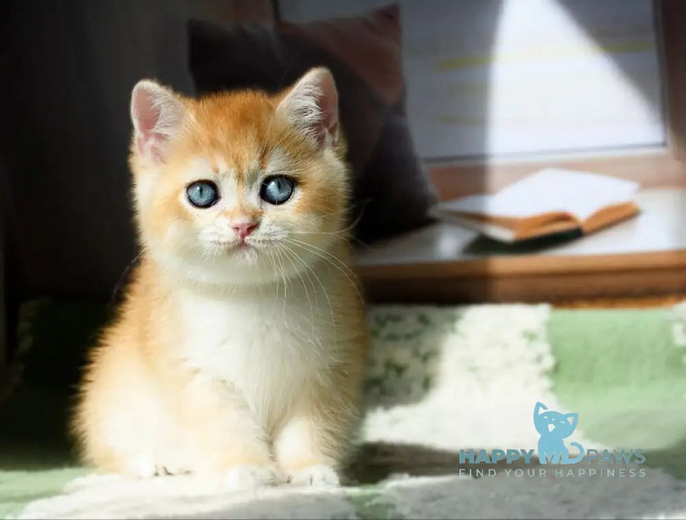 Vasyl British Shorthair male black golden chinchilla live animals