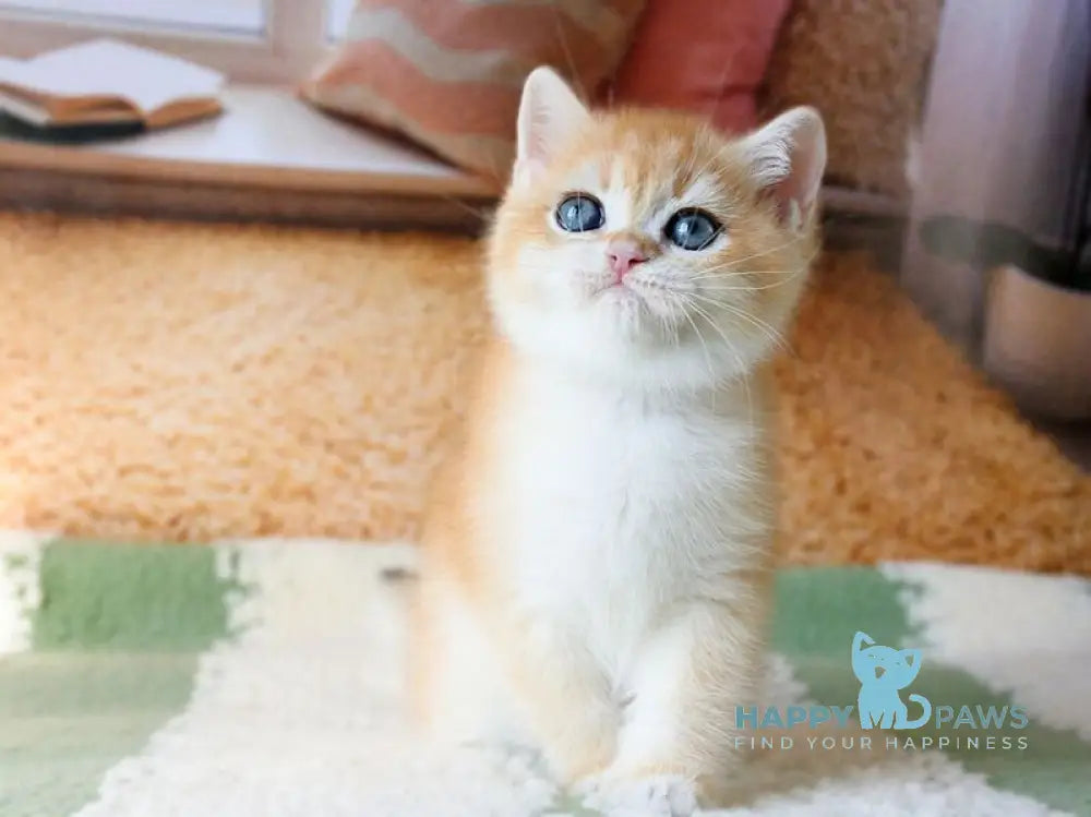 Vasyl British Shorthair male black golden chinchilla live animals