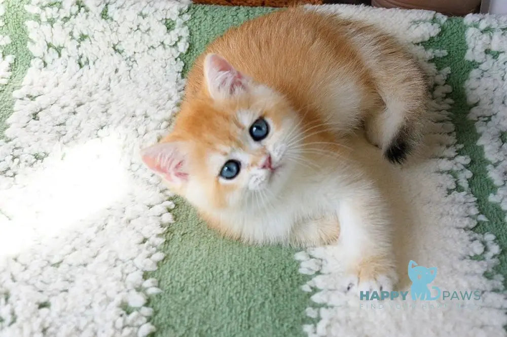 Vasyl British Shorthair male black golden chinchilla live animals