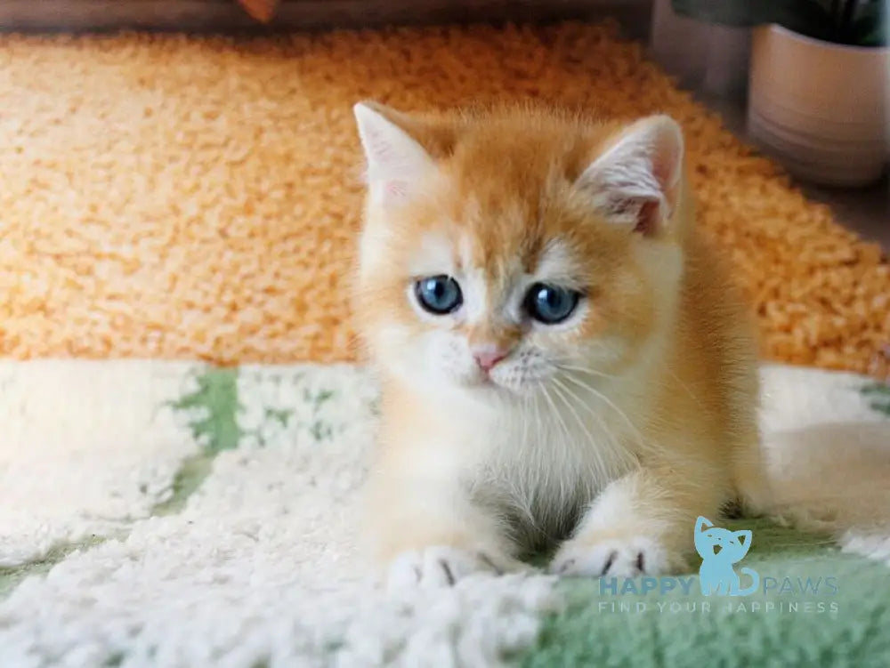 Vasyl British Shorthair male black golden chinchilla live animals