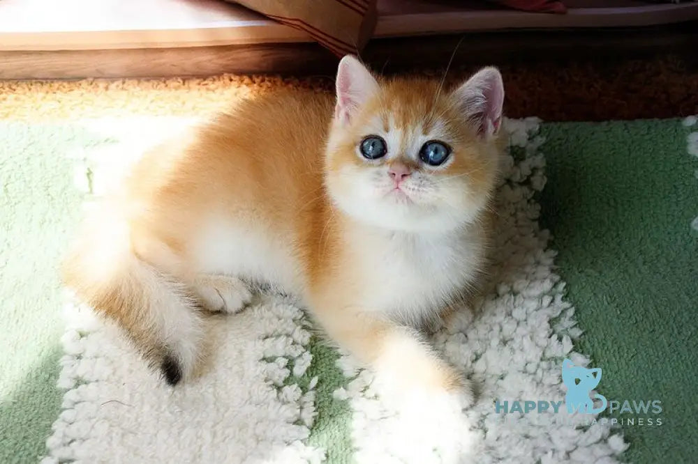 Vasyl British Shorthair male black golden chinchilla live animals