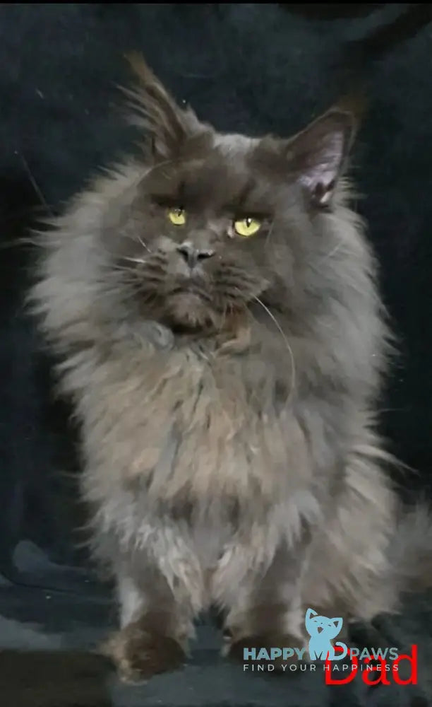 Vatican Maine Coon male cream ticked tabby live animals