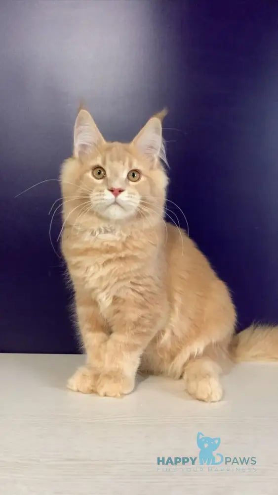 Vatican Maine Coon male cream ticked tabby live animals