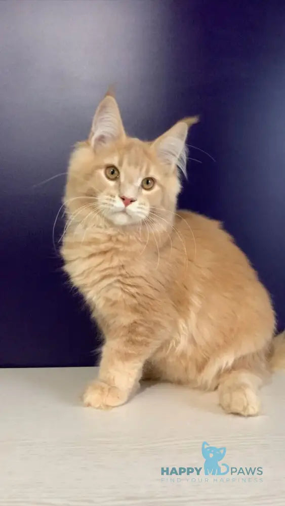 Vatican Maine Coon male cream ticked tabby live animals