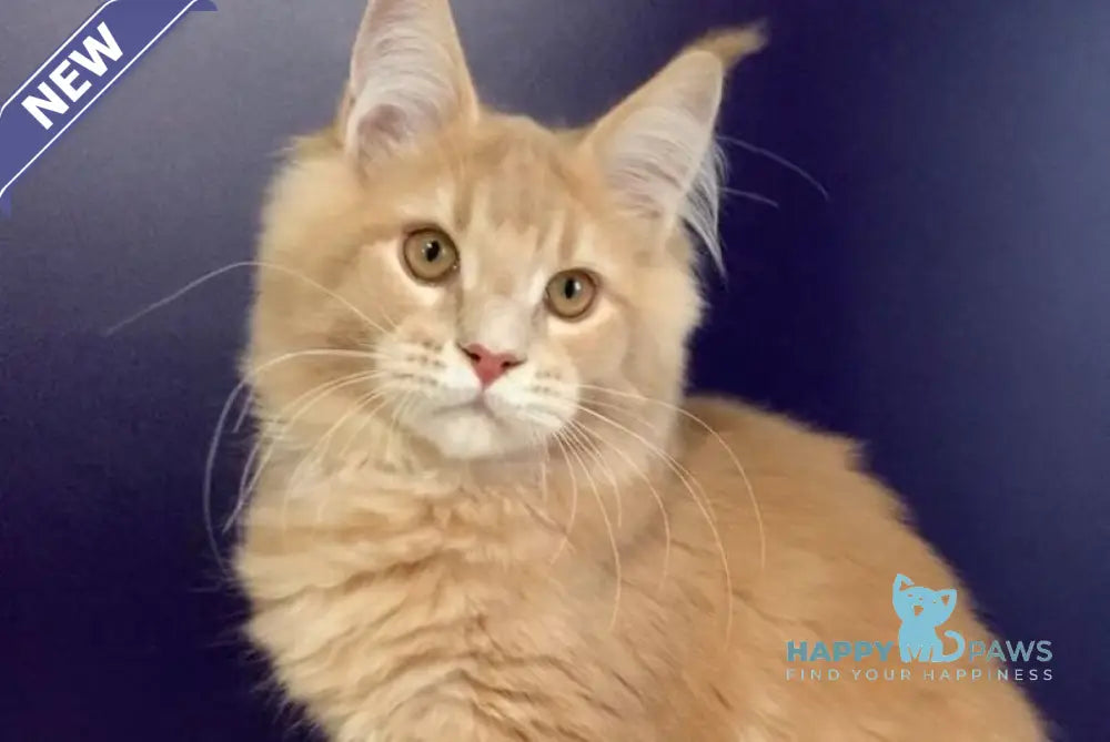 Vatican Maine Coon male cream ticked tabby live animals