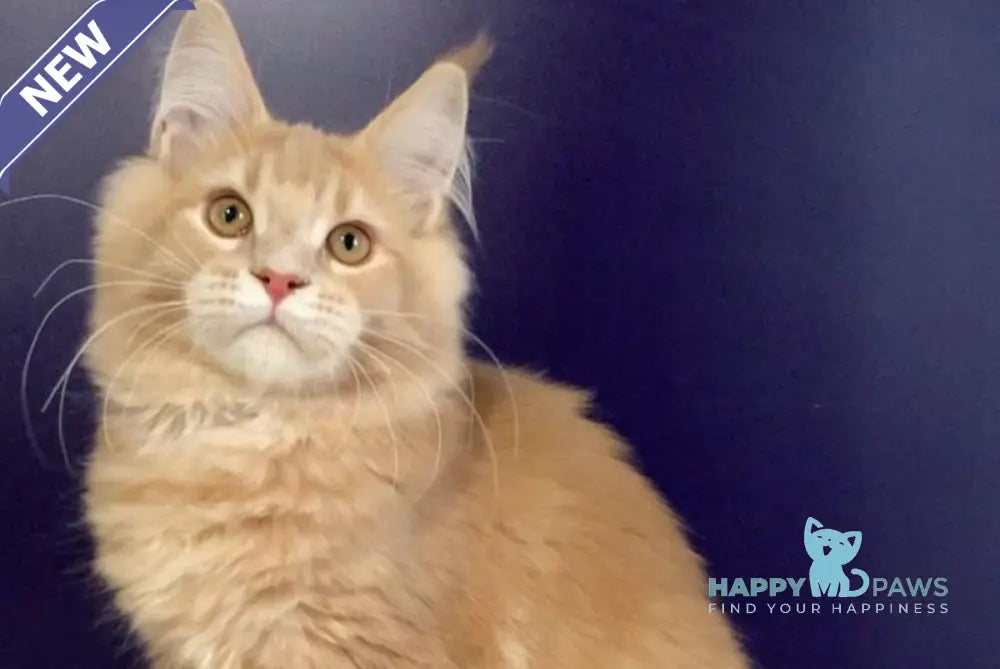 Vatican Maine Coon male cream ticked tabby live animals