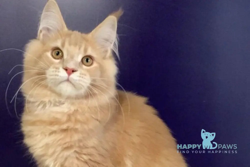 Vatican Maine Coon male cream ticked tabby live animals