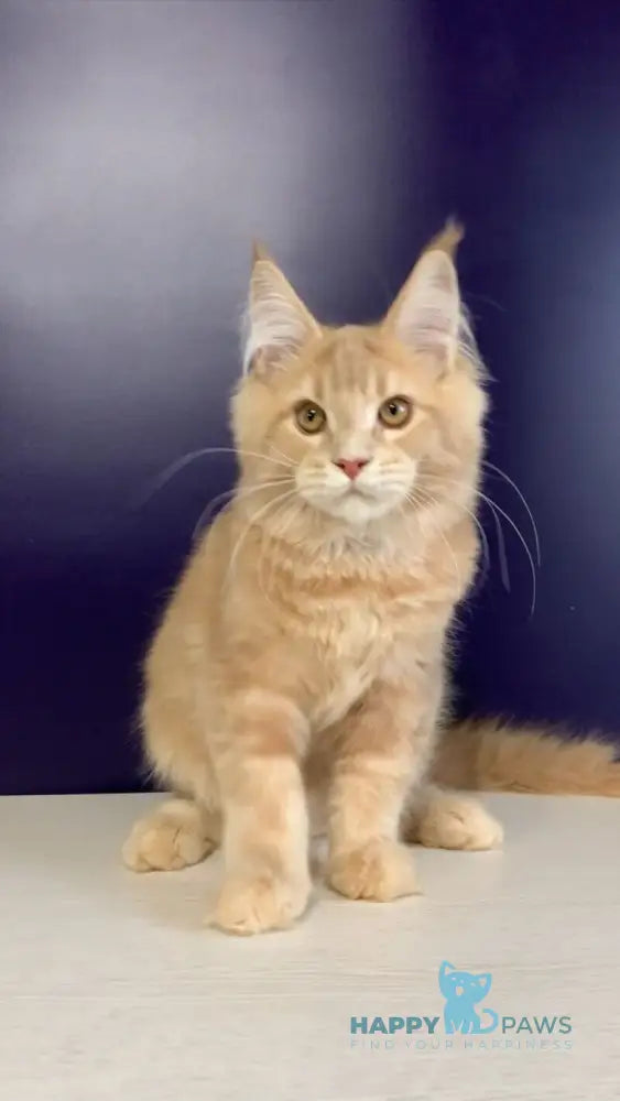 Vatican Maine Coon male cream ticked tabby live animals