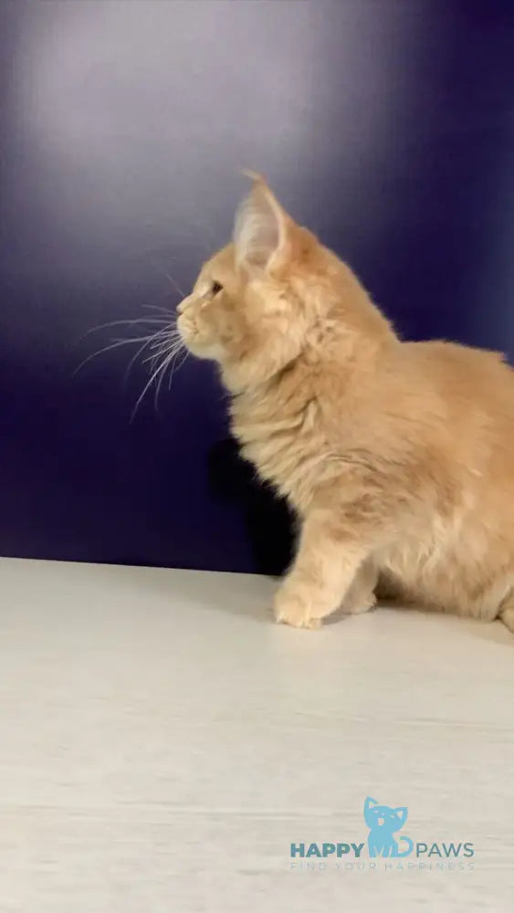 Vatican Maine Coon male cream ticked tabby live animals