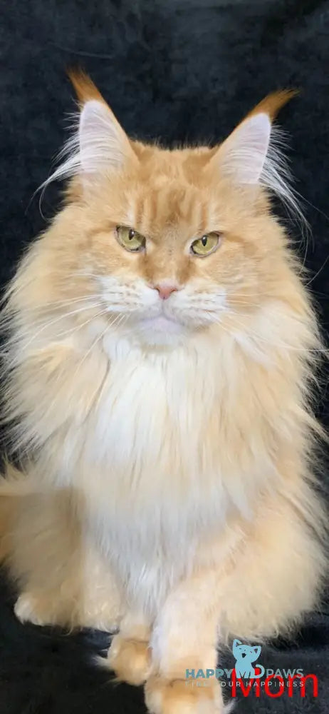 Vatican Maine Coon male cream ticked tabby live animals