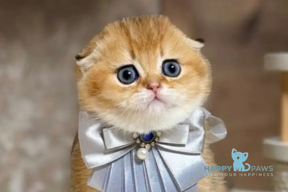 Vatican Scottish Fold male black golden shaded live animals