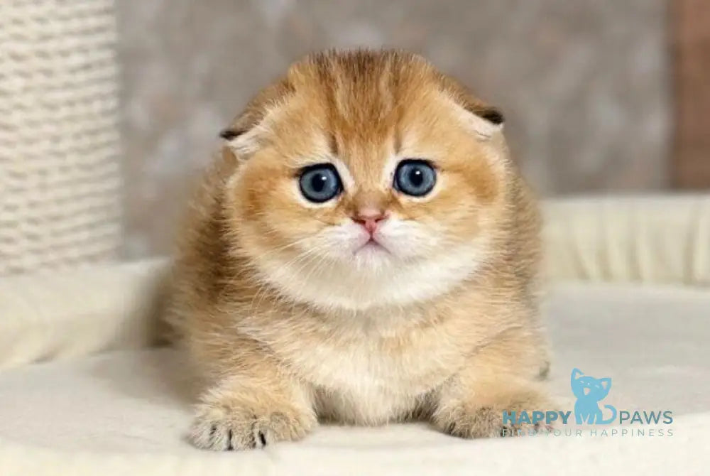 Vatican Scottish Fold male black golden shaded live animals