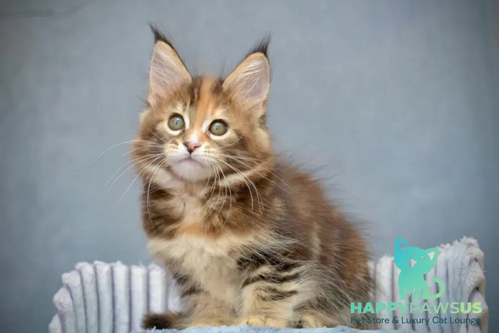 Vatrushka Maine Coon female black tortie with white tabby live animals