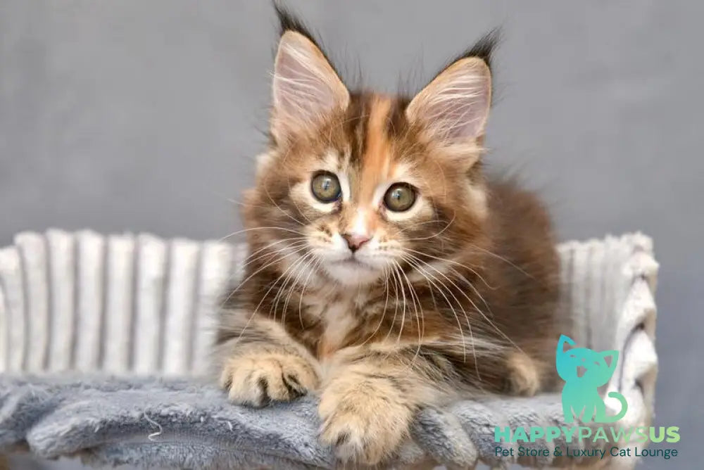 Vatrushka Maine Coon female black tortie with white tabby live animals