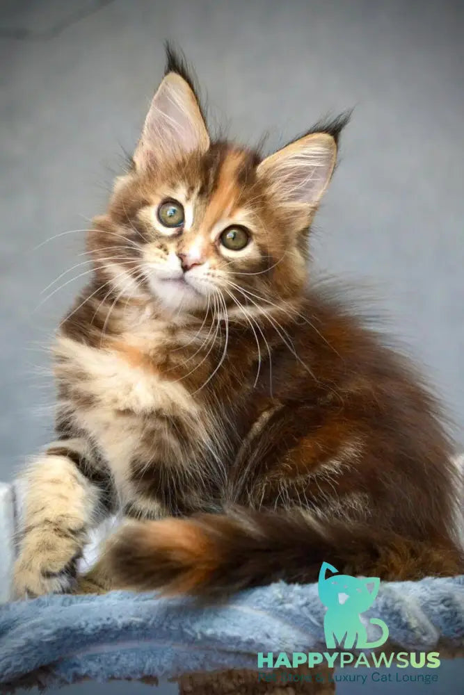 Vatrushka Maine Coon female black tortie with white tabby live animals