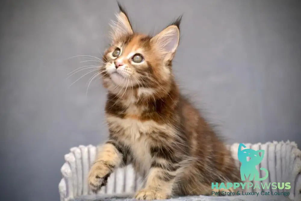 Vatrushka Maine Coon female black tortie with white tabby live animals