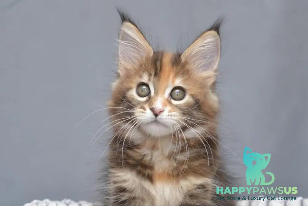 Vatrushka Maine Coon female black tortie with white tabby live animals