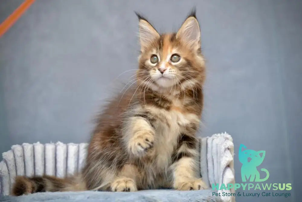 Vatrushka Maine Coon female black tortie with white tabby live animals