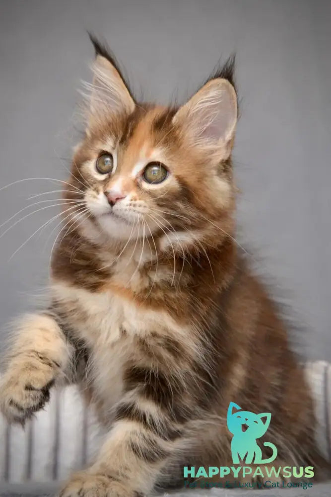 Vatrushka Maine Coon female black tortie with white tabby live animals