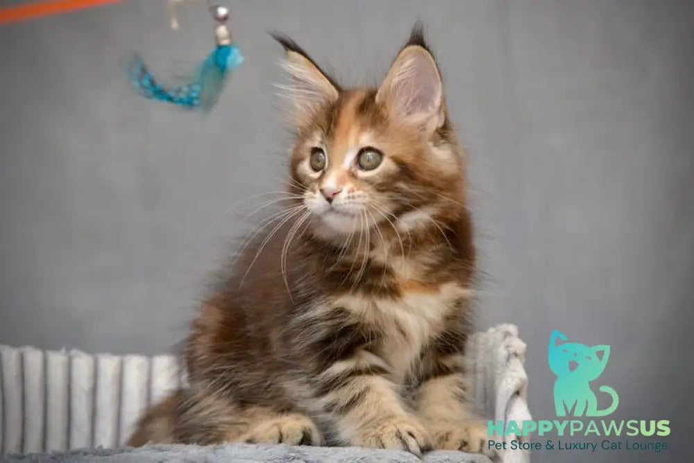 Vatrushka Maine Coon female black tortie with white tabby live animals