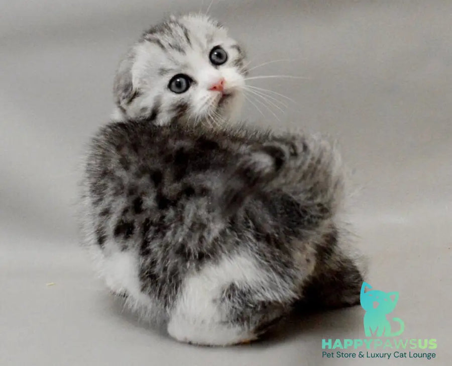Vatson Scottish Fold male black silver spotted tabby bicolour - live animals