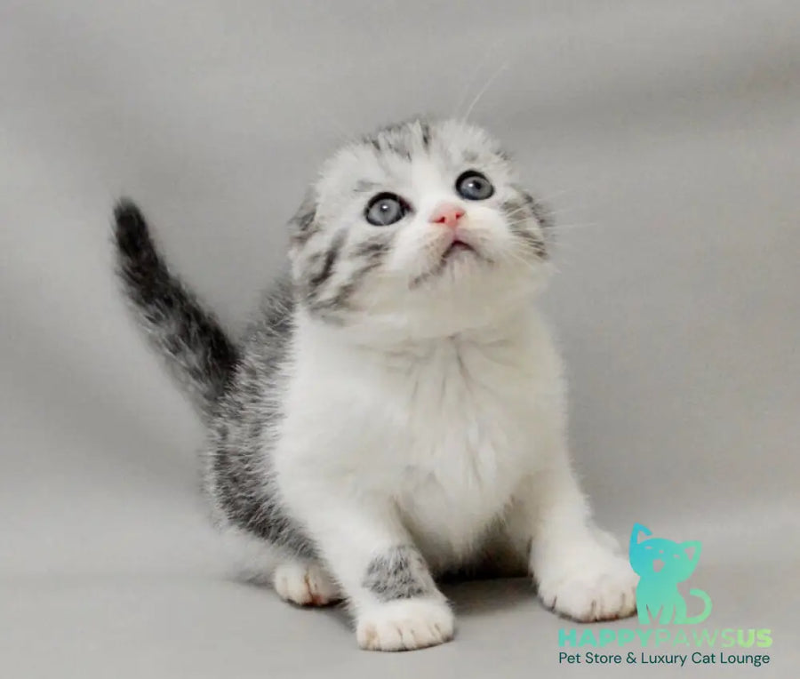 Vatson Scottish Fold male black silver spotted tabby bicolour - live animals