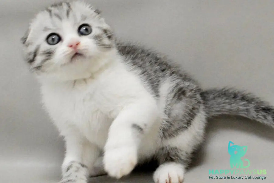 Vatson Scottish Fold male black silver spotted tabby bicolour - live animals