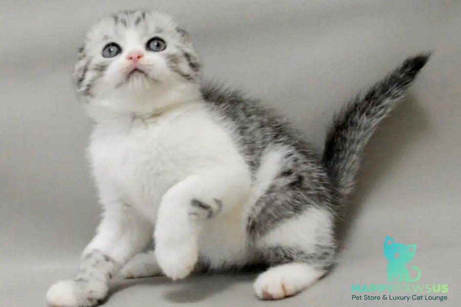 Vatson Scottish Fold male black silver spotted tabby bicolour - live animals